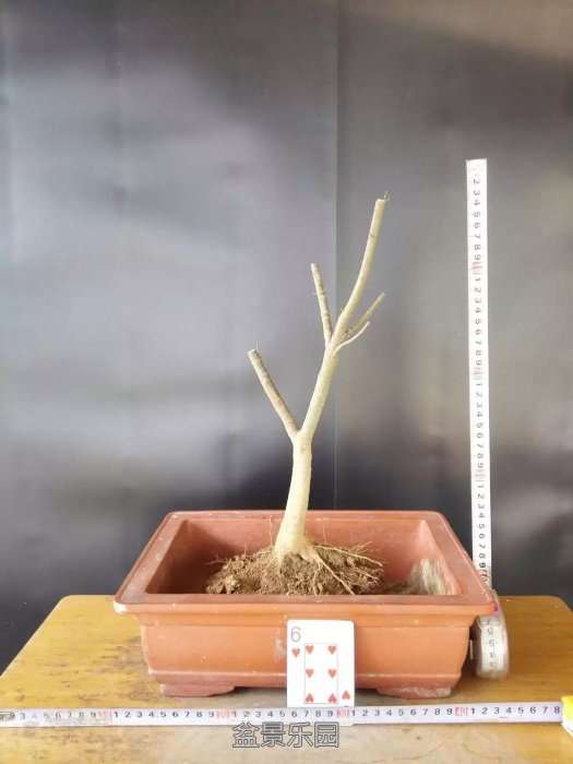 psb (11).jpg