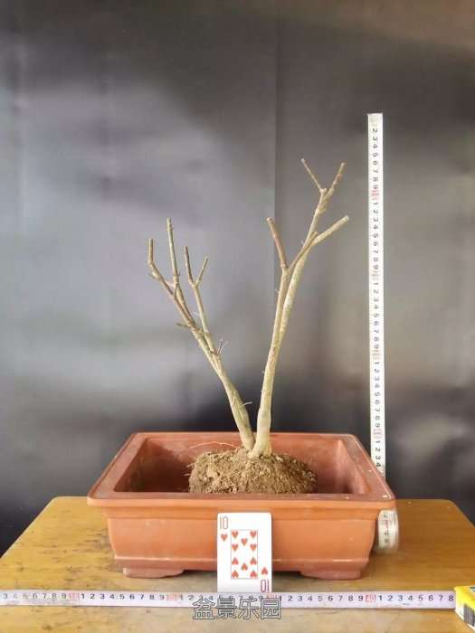 psb (20).jpg