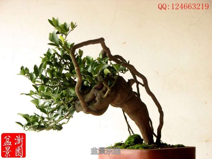 IMG_3098___.jpg