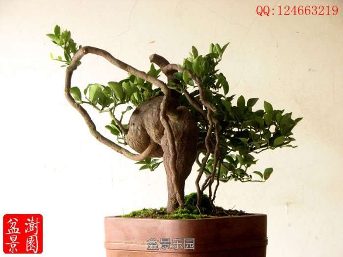IMG_3101___.jpg