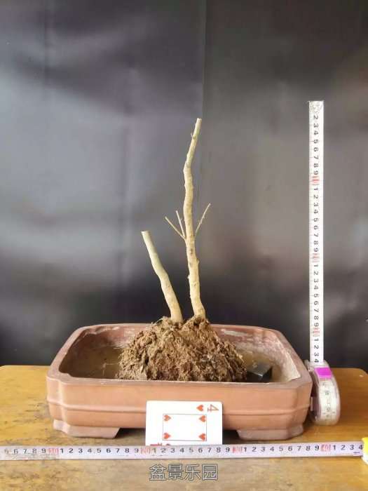 psb (9).jpg