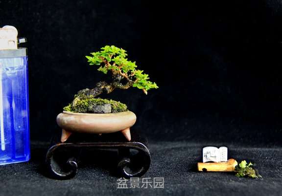 _MG_1803.JPG