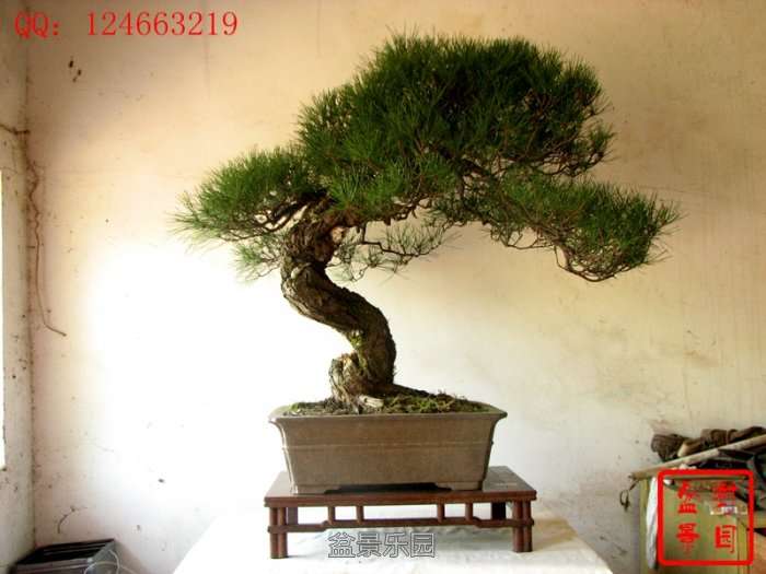 IMG_3127___.jpg