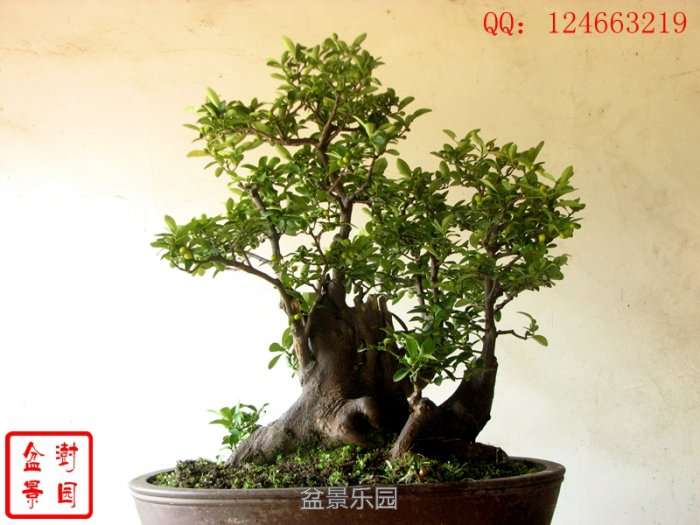 IMG_3137___.jpg