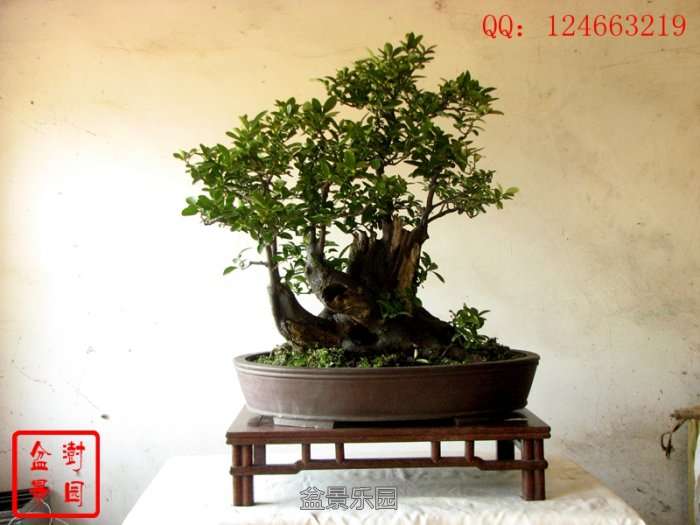 IMG_3140___.jpg