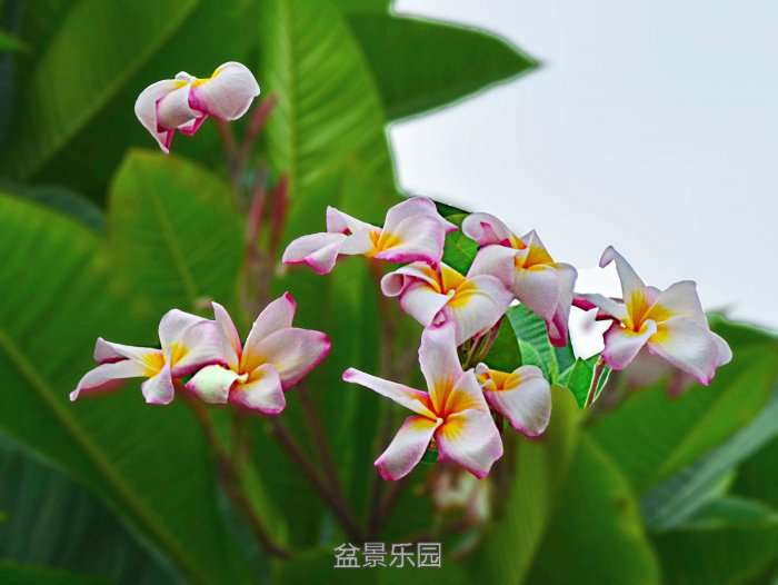 DSC_0220 -).JPG