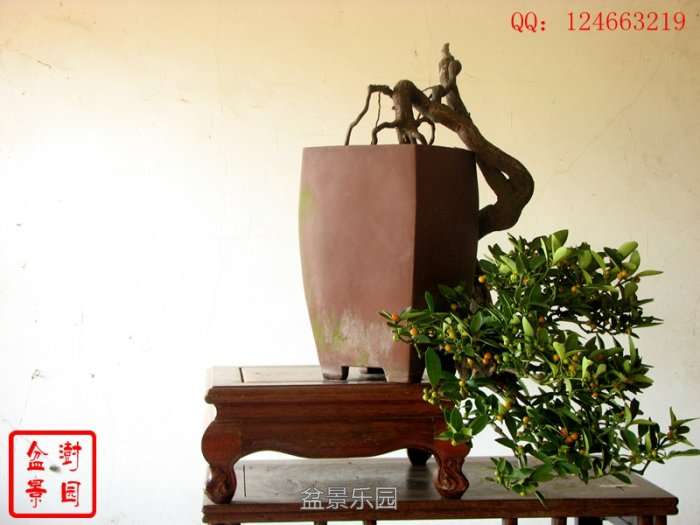 IMG_3238___.jpg