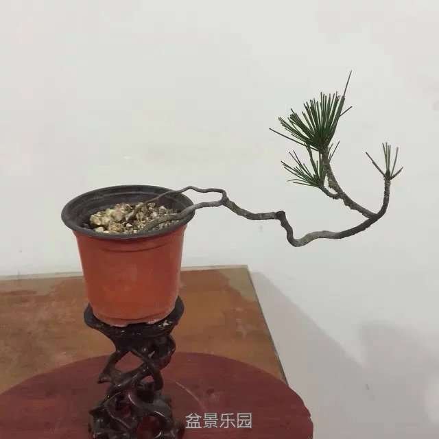 113.jpg