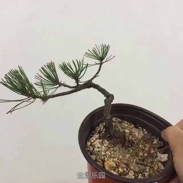 115.jpg