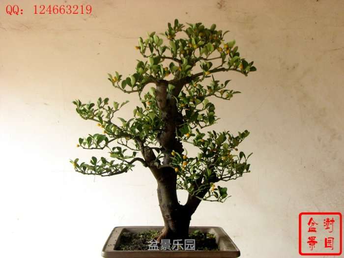 IMG_3274___.jpg