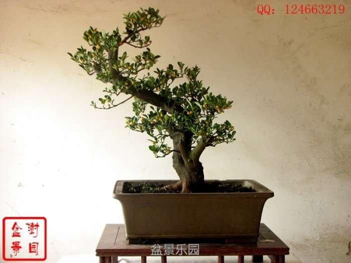 IMG_3277___.jpg