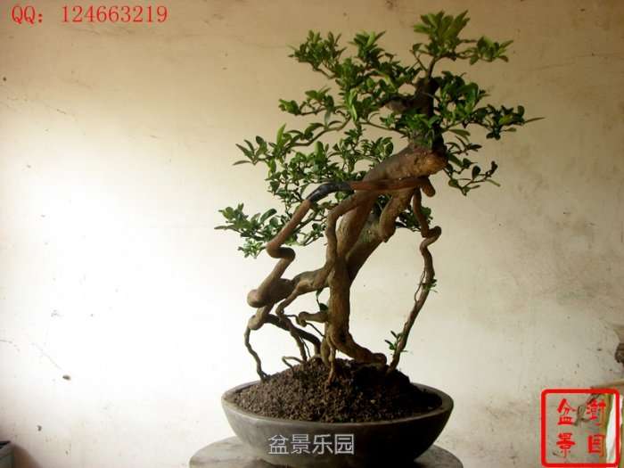 IMG_3309___.jpg