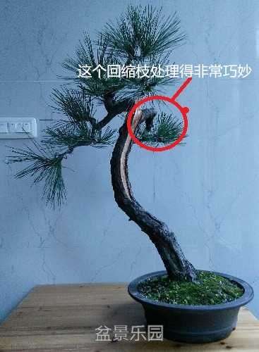 085946nvv1yrs1pyiiybs6.jpg.thumb (1)_����.jpg