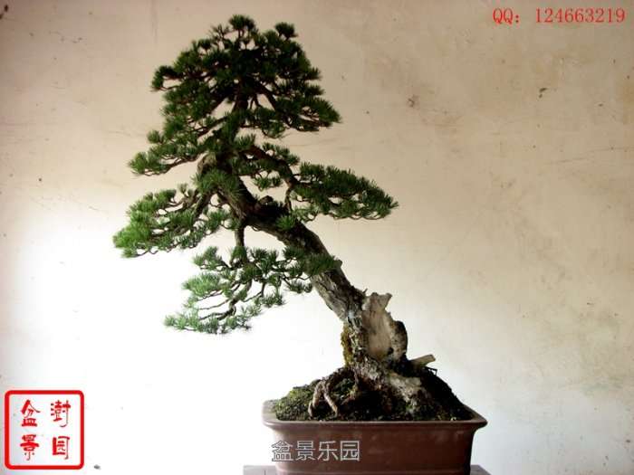 IMG_3477___.jpg