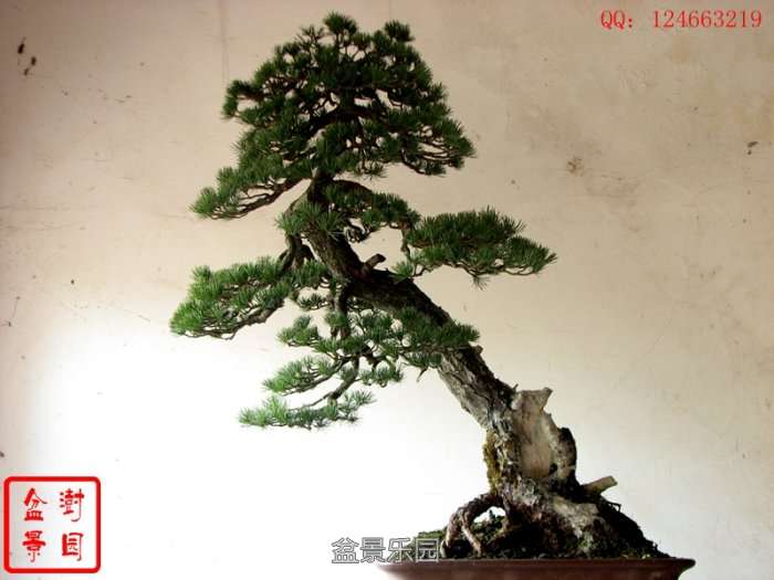 IMG_3478___.jpg