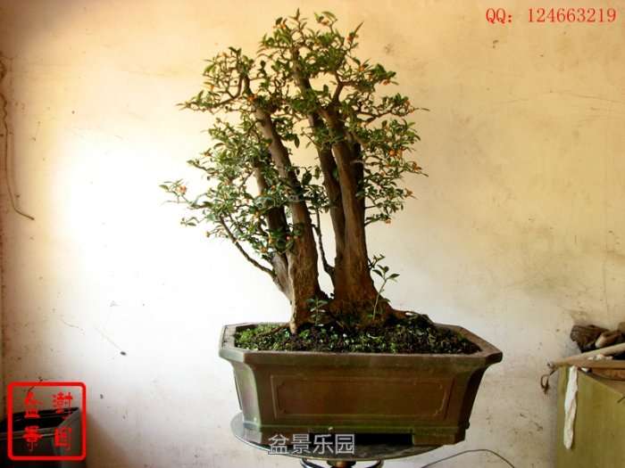 IMG_3479___.jpg