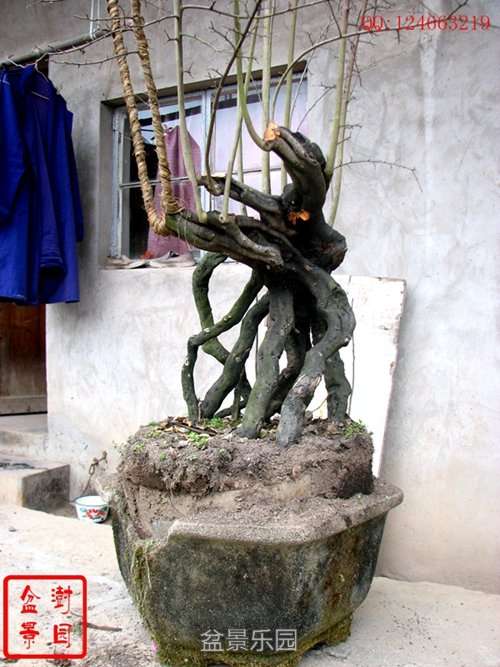 IMG_3490___.jpg