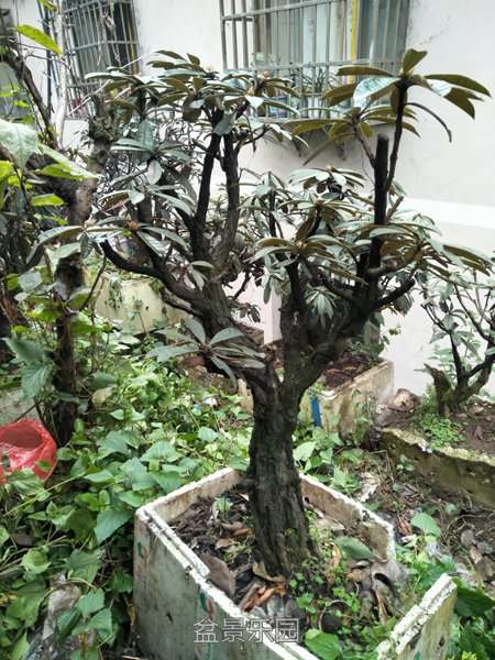 IMG20170211110121.jpg