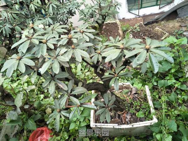IMG20170211110152.jpg