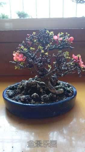 IMAG0116.jpg