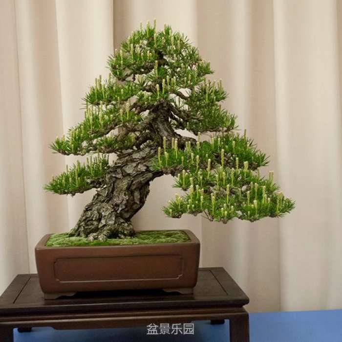 statepine.jpg