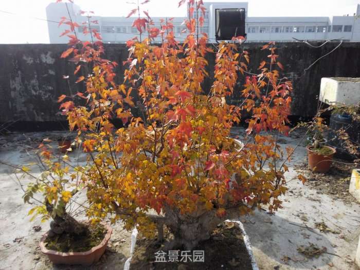 IMG_20161204_110716.jpg