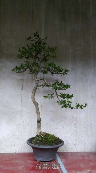 psb (3).jpg