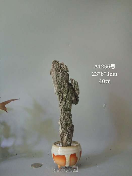 a1256.jpg