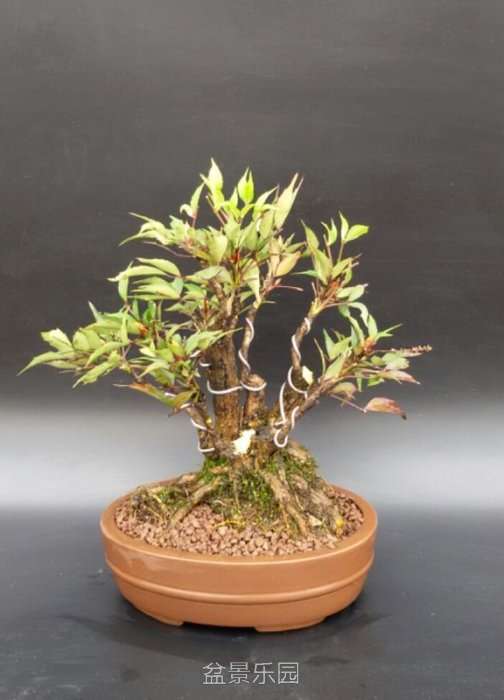 nEO_IMG_2017-04-11 13.01.14.jpg