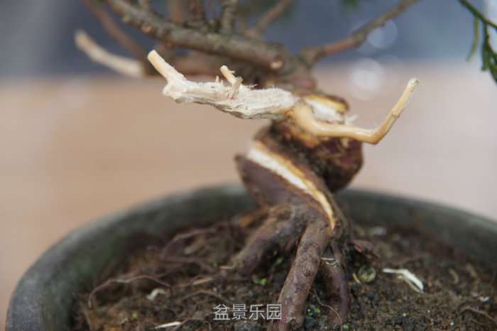 180357pz7ofd5jeymylpot.jpg