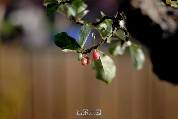 DSC_3319.JPG