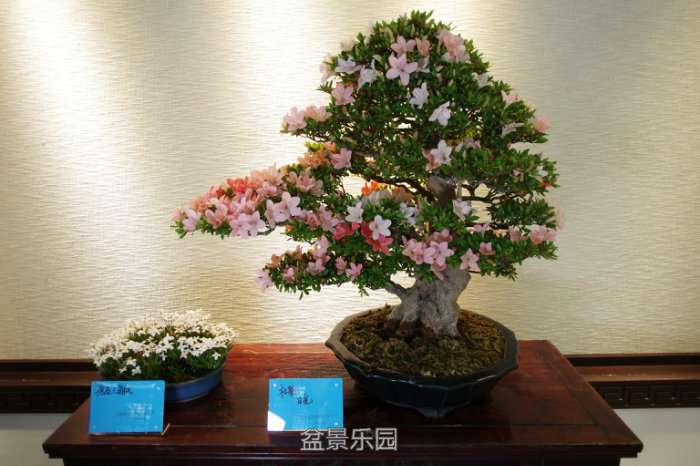 095439ycz3ygycscs44pgd.jpg