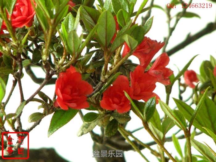 IMG_3595___.jpg