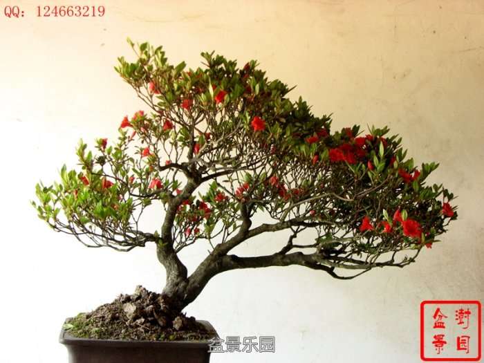 IMG_3597___.jpg