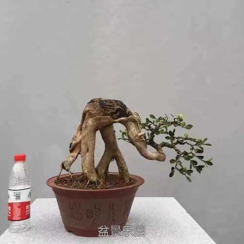 image.jpg
