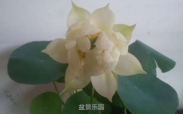 QQͼƬ20170603100402.jpg