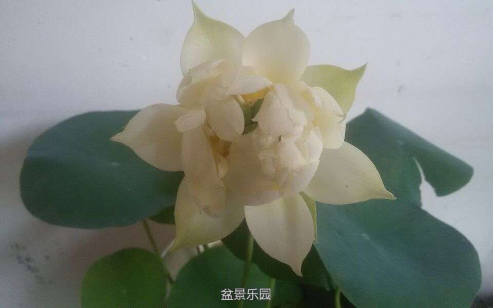 141349ywcim1pik4cpbzss.jpg