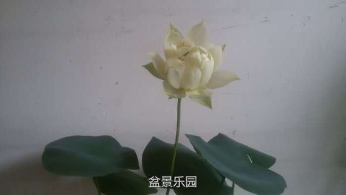 QQͼƬ20170603100414.jpg