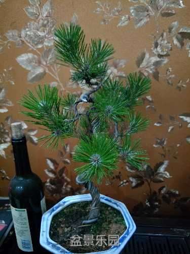 IMG20170615000953.jpg