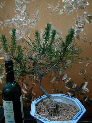 IMG20170615000739.jpg