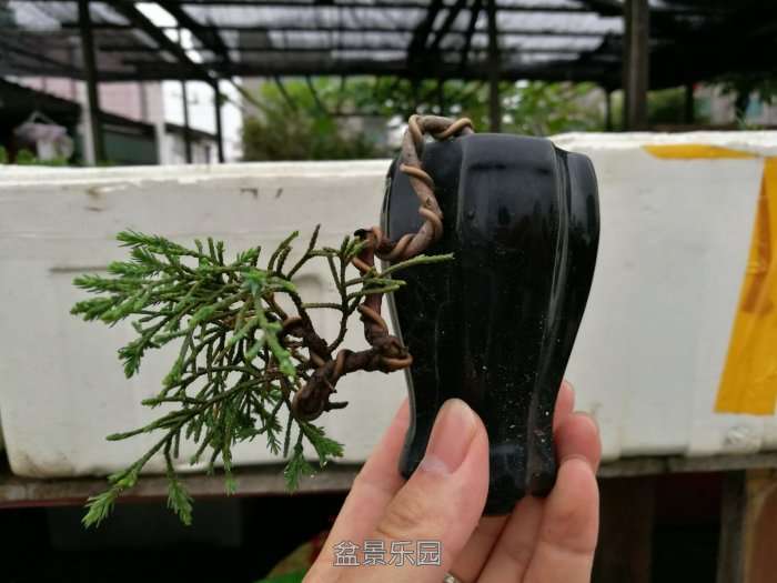 QQͼƬ20170619121123.jpg