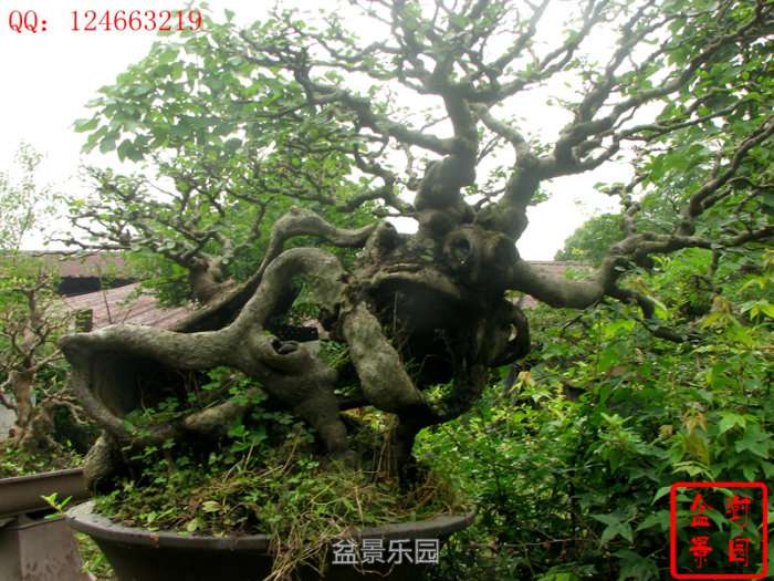 145129m69z6mlpm97676ml.jpg