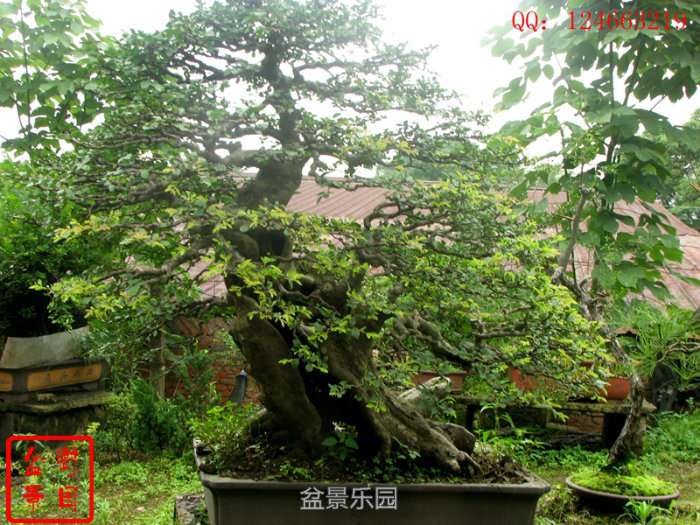 145158vusqdgqgg03wig38.jpg