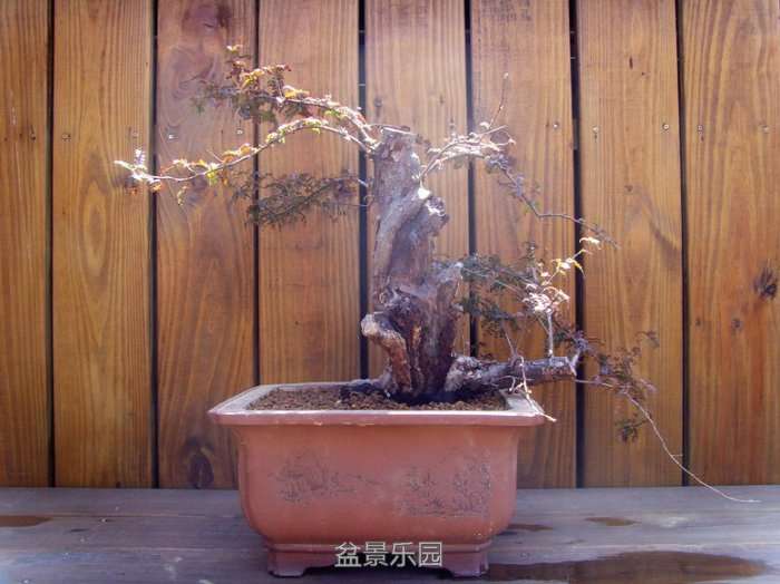 SNV31185.jpg