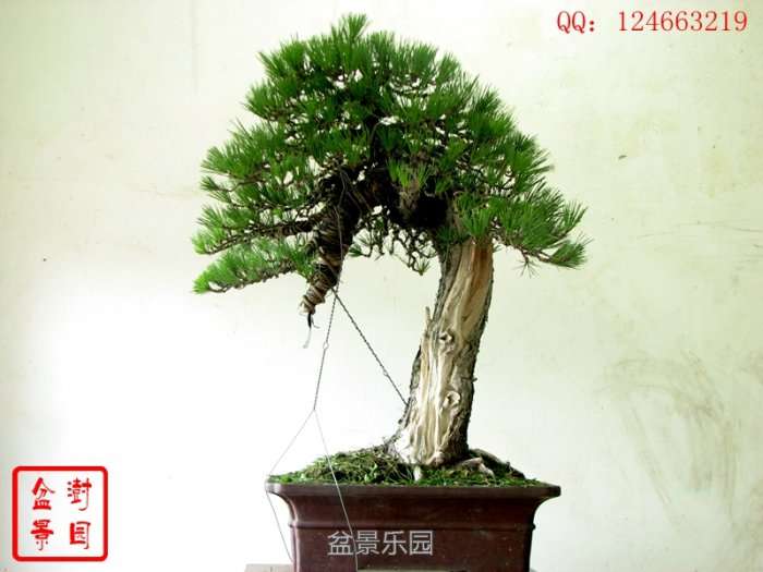 IMG_3660___.jpg
