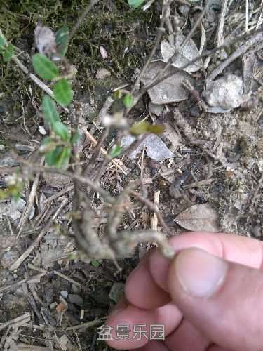 IMG20170806160013.jpg