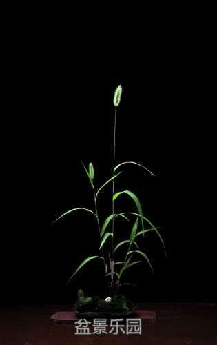 nEO_IMG_DSC_8552.jpg