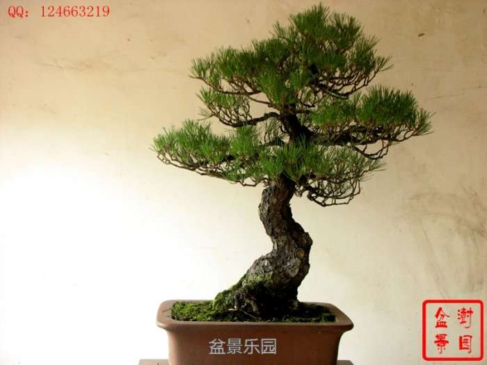 IMG_3767___.jpg
