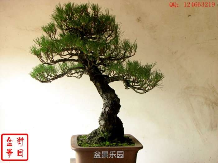 IMG_3768___.jpg