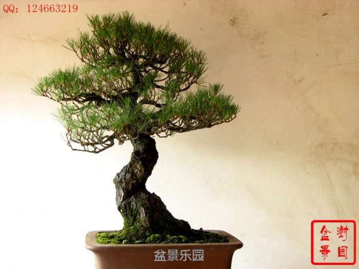 IMG_3769___.jpg